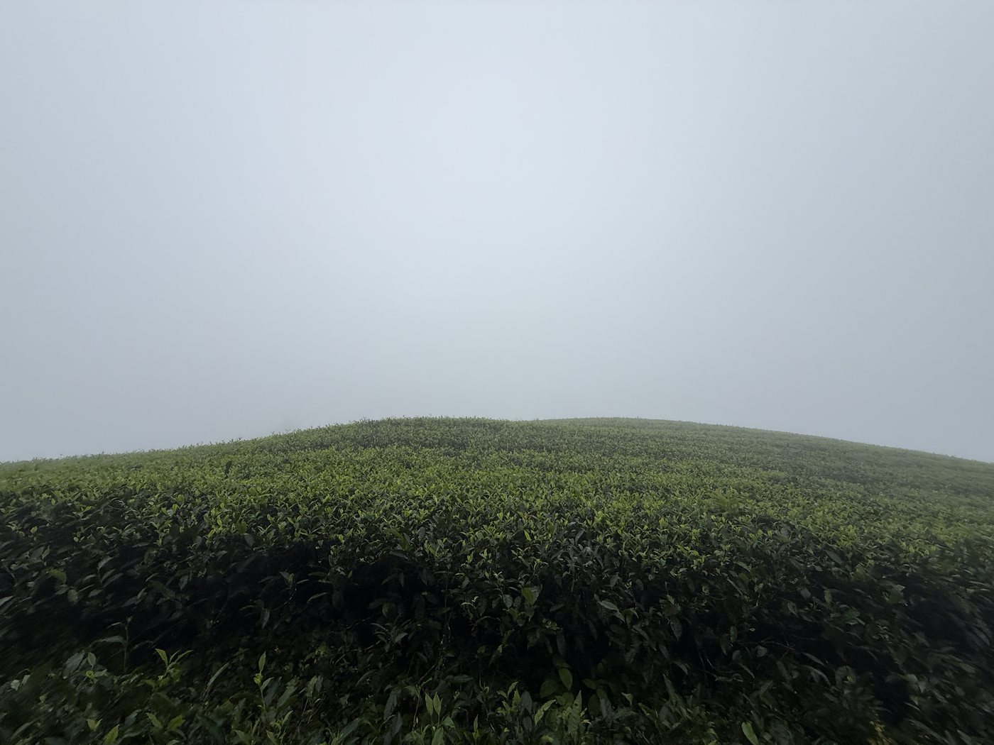 Mist rolling over the tea-clad hills at Misty Glen