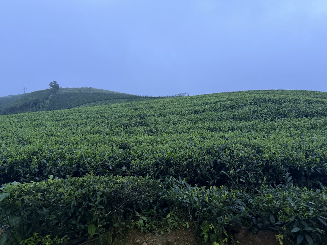 Tea hills at dusk