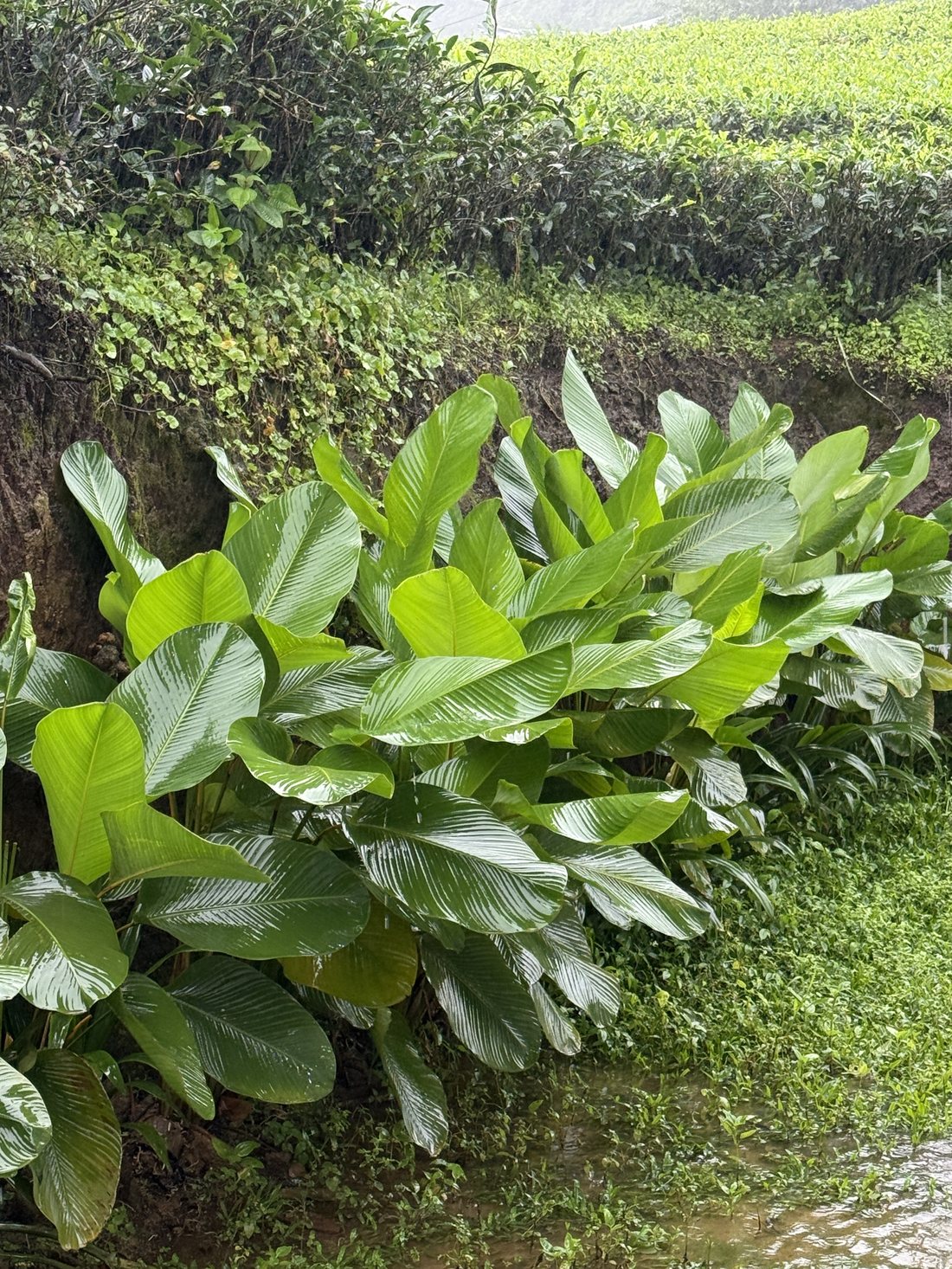 Lush leaves along the estate stream