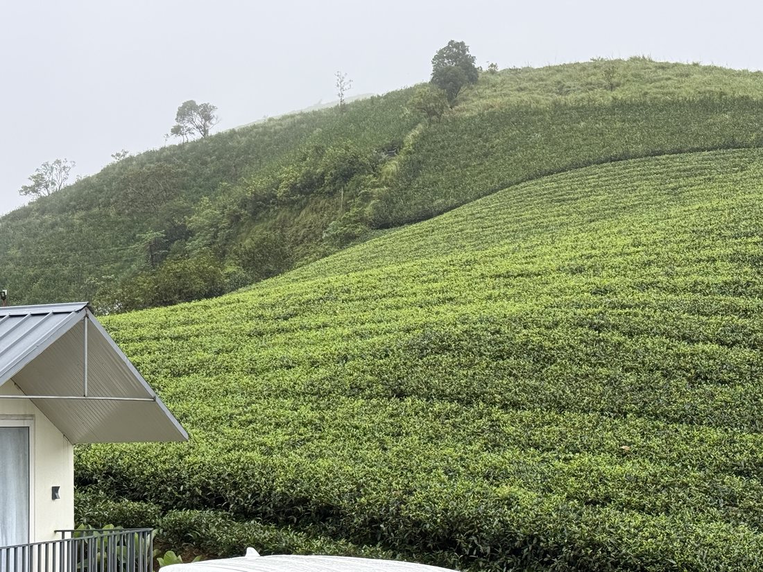 Cottage above the tea estate