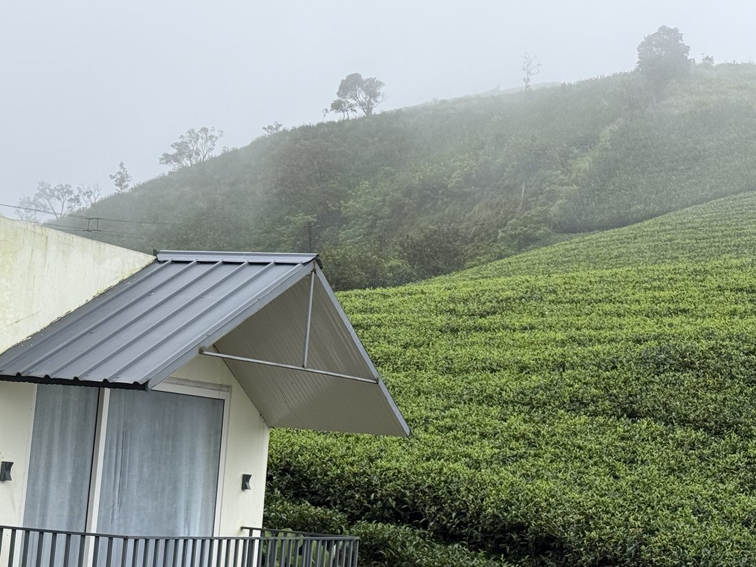 Cottage with tea slopes behind