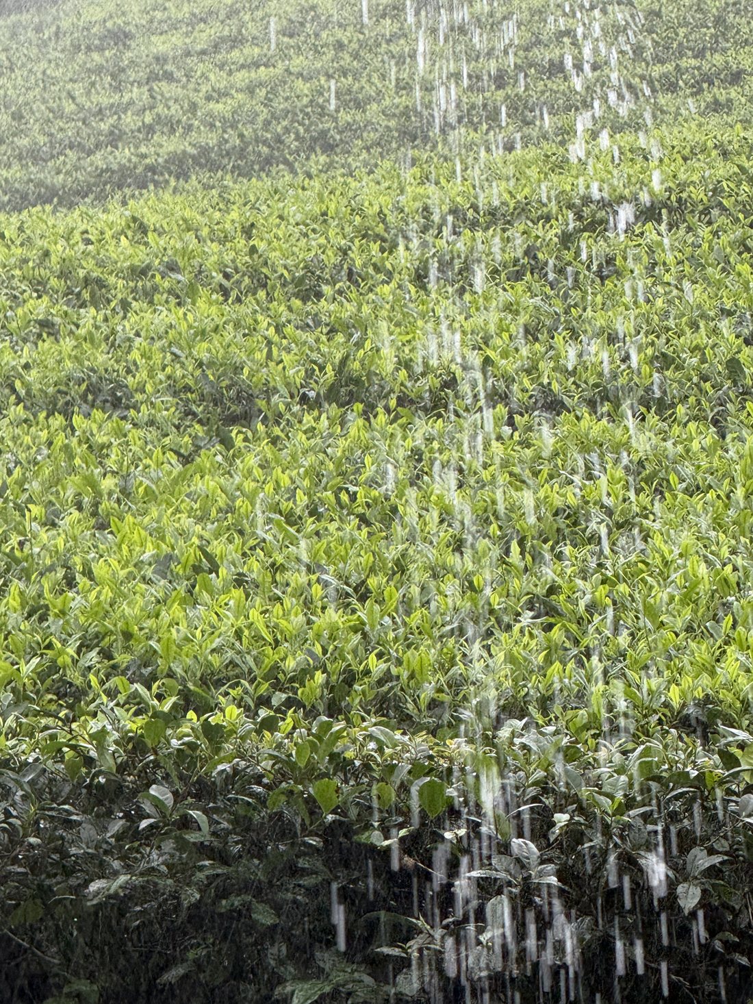 Monsoon rain over the tea gardens