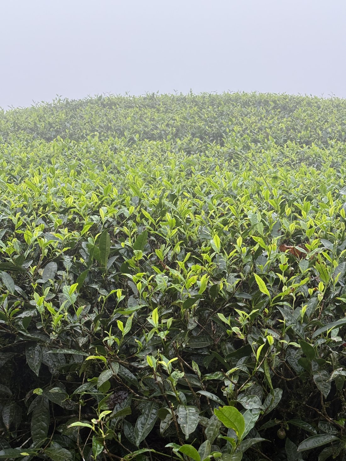Misty tea bushes up close